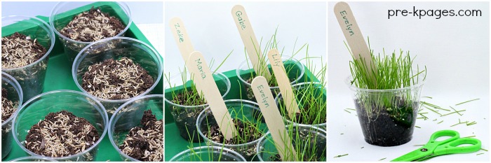 How-to-Grow-Grass-in-the-Classroom